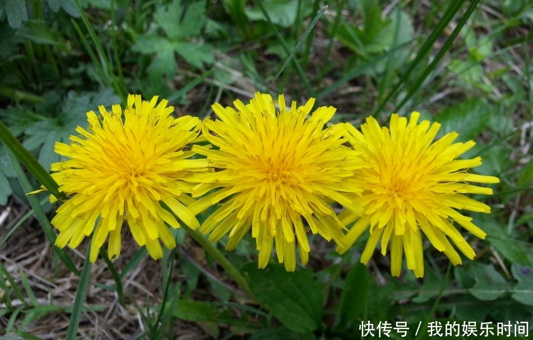  烦恼|提醒：路边看到此野草，一定要摘回家，解决大多数人的烦恼！