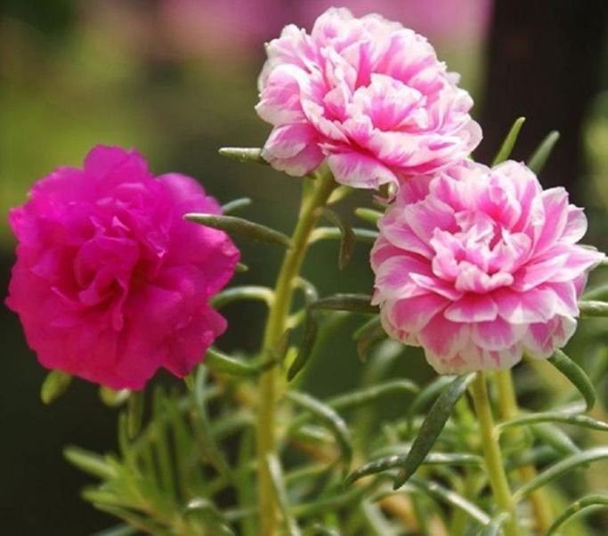 养花试试这几款,不用管也能开花爆盆,一开就是大半年!