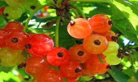  女性|女性养生常吃三种食物，延缓衰老，排毒养颜，好处多多