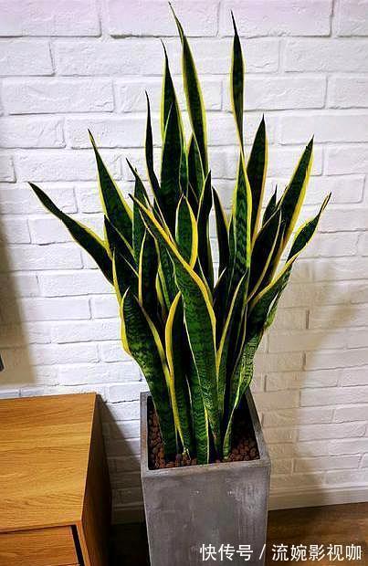 光照|养虎皮兰,学会最全“四季”养护教程,一棵小苗子,一年挤满盆