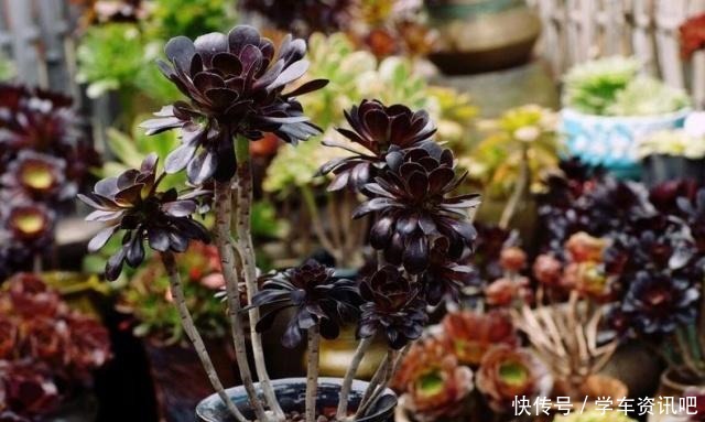 多肉要想顺利度夏，牢记四个词，不出状态也能保命，操作更不难！