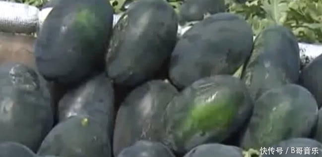 以前一斤5毛钱的农村水果,如今有钱也买不到,香甜多汁你吃过没