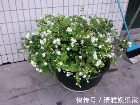 淘米|茉莉花最爱3种“肥料”,家中就有,浇一点,花大芳香、开爆盆!