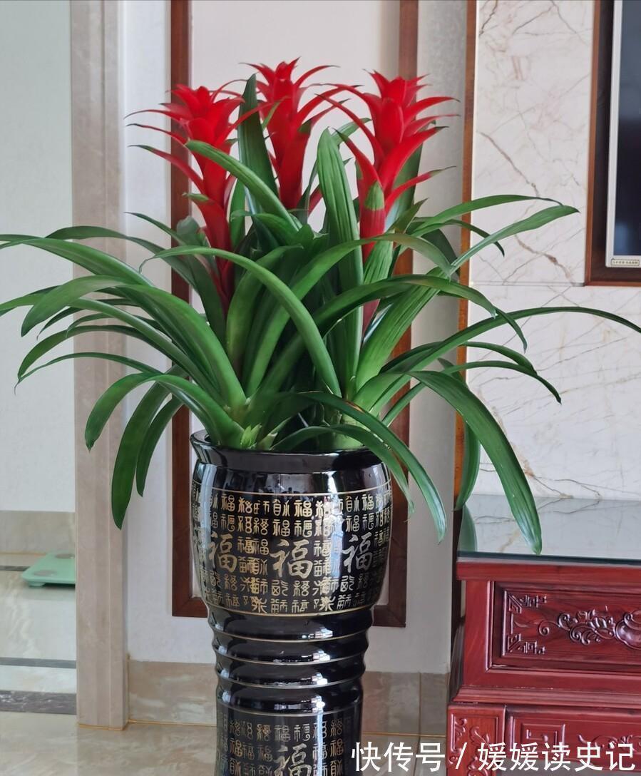 10种“旺运花”，家里至少养一盆，漂亮吉祥还“养人”