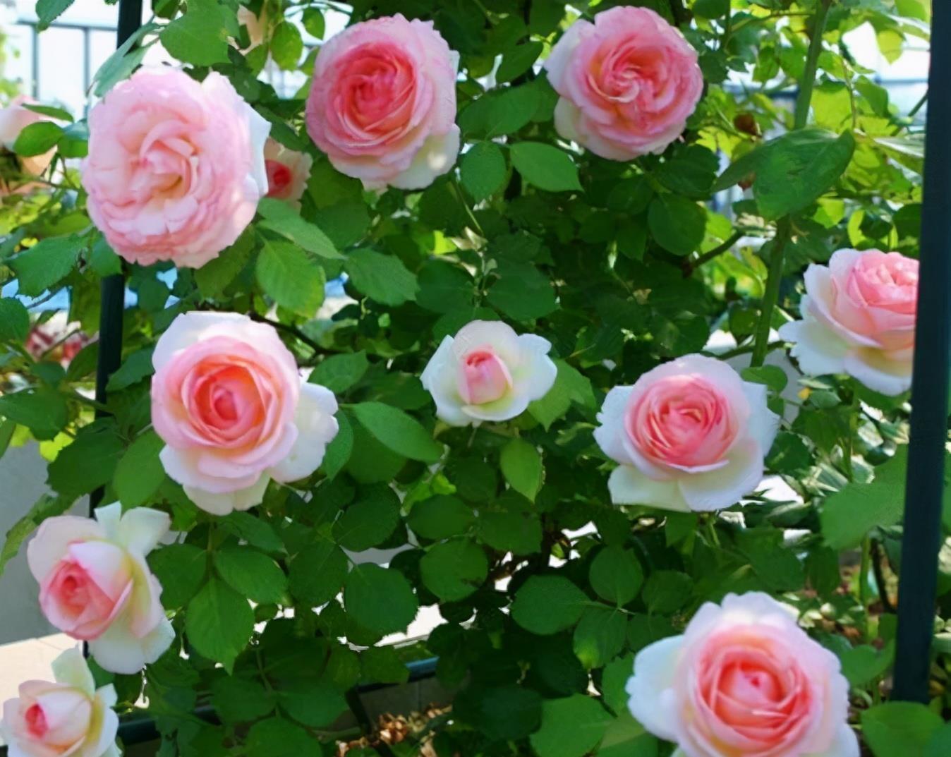 栽种|院子里栽花,选品种是关键,十大藤本月季,美成花海超治愈