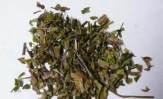 鸡骨草|每日一中药——鸡骨草