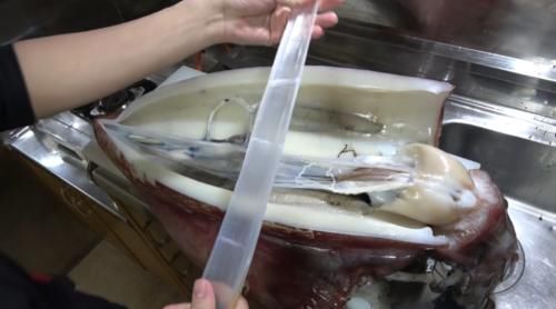 鱿鱼|男子切开巨型鱿鱼,发现透明“塑料管”,瞬间愣住了!