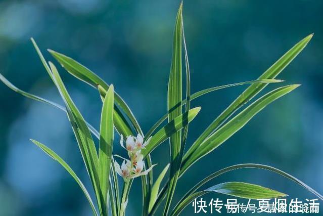 兰花市场的水很深，那怎么才能分辨出一株兰花的好坏？