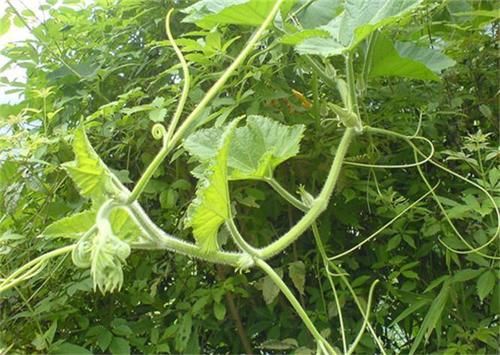 食物|女人爱美推荐常吃3种食物，排毒润肠，促进消化，改善体质