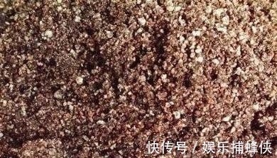 营养土|月季长得好不好配土很关键,这种配土方法比买的营养土都好用!