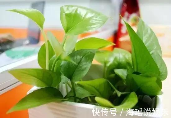 爆盆|都说绿萝好养,我家的总是长不好,绿萝这样养,一个月就爆盆!