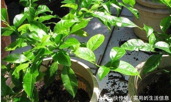 室内养花,有6个“禁忌”,犯1个也活不久,看你中了几个!