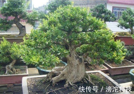 gt|什么绿萝、发财树都不如“2种树”,养人又旺财,1-2年成盆景