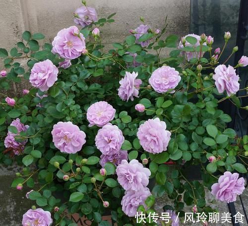 最值得养的月季，花色稀有，开花量大，一开就是300天，从不生病
