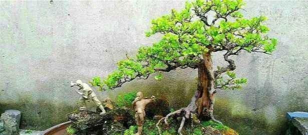 裸根盆景|“盆景”想要漂亮,试试3个“套路”,啥花都能养成“裸根盆景”