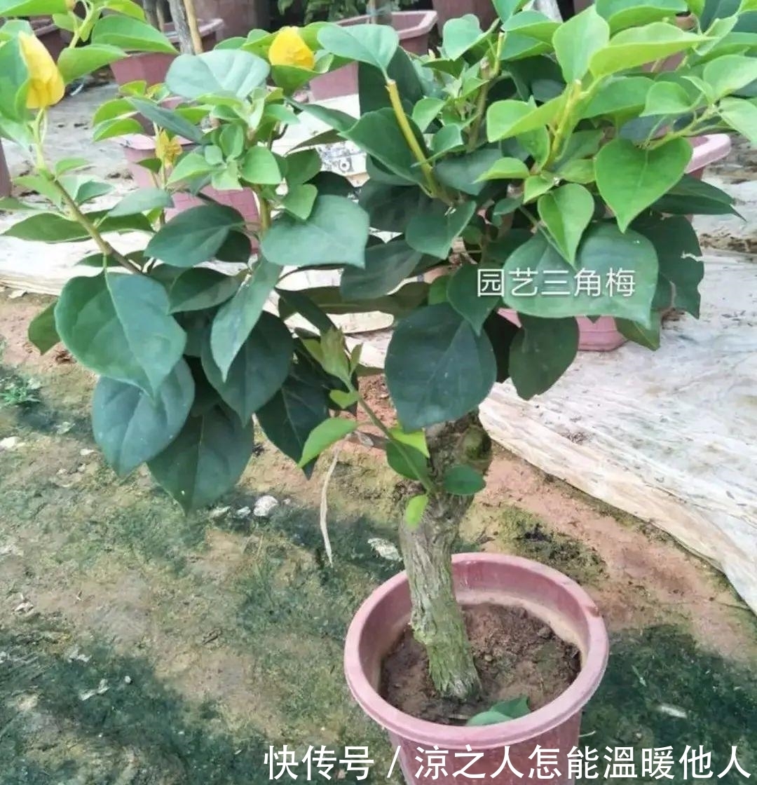 花苞|养的花一直不开花,主要是这6点做好,赶紧学起来