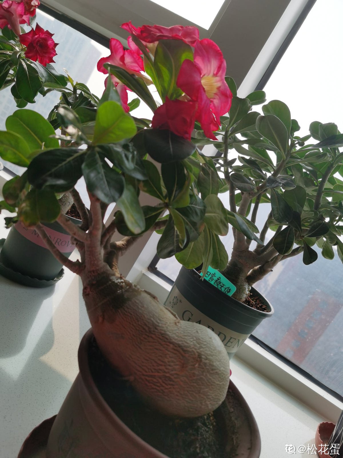 砂质土|沙漠般的天气还想养玫瑰？不用咋养，沙漠玫瑰就能怒放