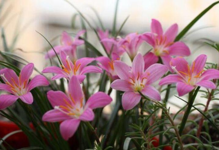 家养这些植物，阳台开出花海，花姿妖娆，四季繁花似锦，美