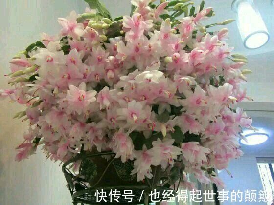 蟹爪兰干瘪瘪别急!就用2招,叶片杠杠厚,油绿锃亮花爆满
