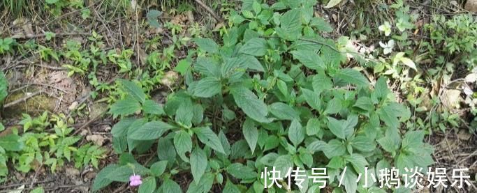 中医|这种能续筋接骨的草药,长在路边,竟无人认得,中医,真的式微了