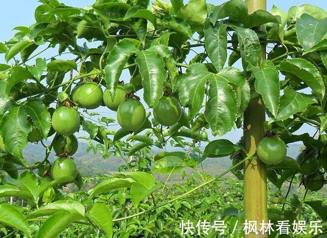 高产|西番莲消炎止痛、降脂降压,掌握三点,种出优质高产的西番莲来