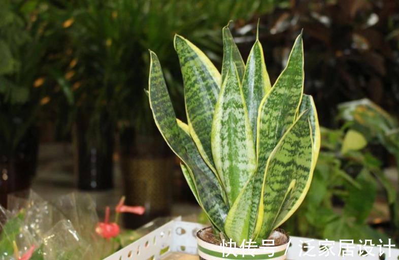 养护|厨房里哪些东西是虎皮兰喜欢的,可在盆栽期间用上?