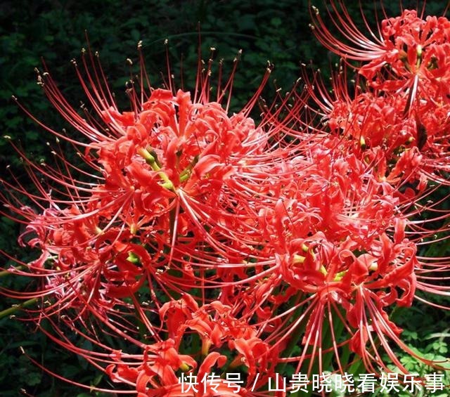 被名字耽误一生的花,好看不敢养,又叫“亡人花”,很美很凄凉