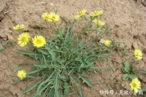 野菜|春季挖這幾種野菜好吃又養生