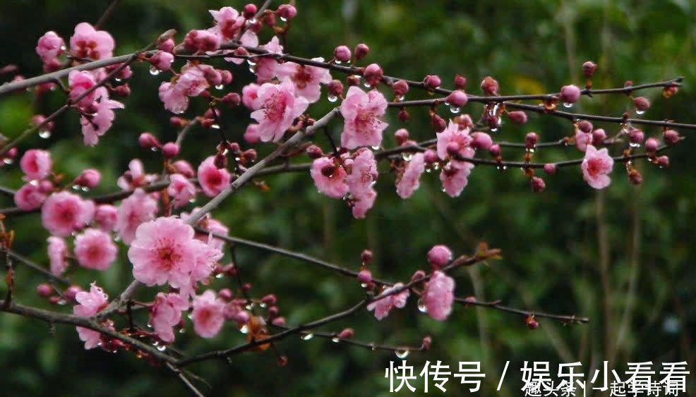 梅花落$卢照邻 梅花落