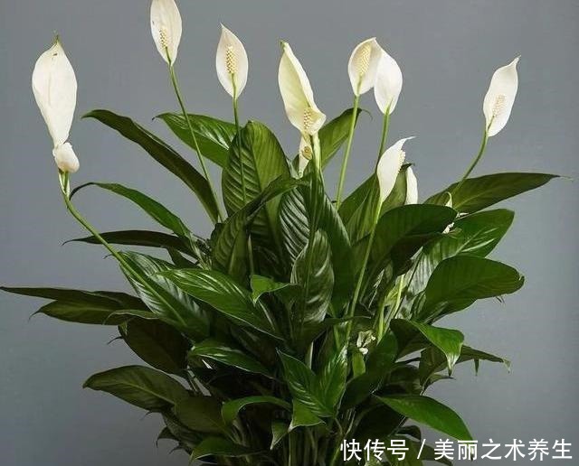 6种耐阴花，养了“不上当”，室内百搭盆栽，摆在角落也爆盆！