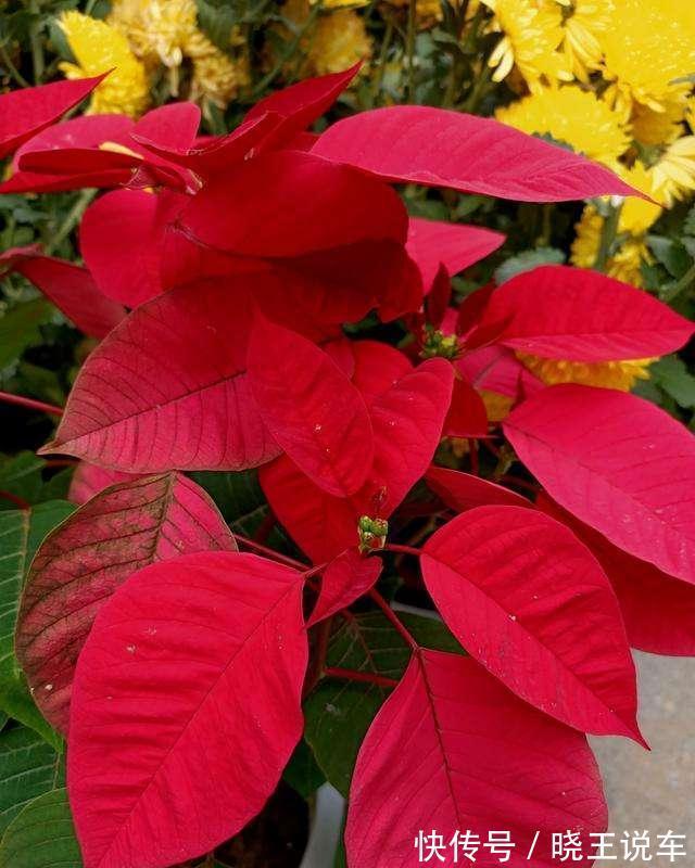 虎皮兰|农历十月初六立冬后,养什么花?以下3种花,福泰安康合家欢乐