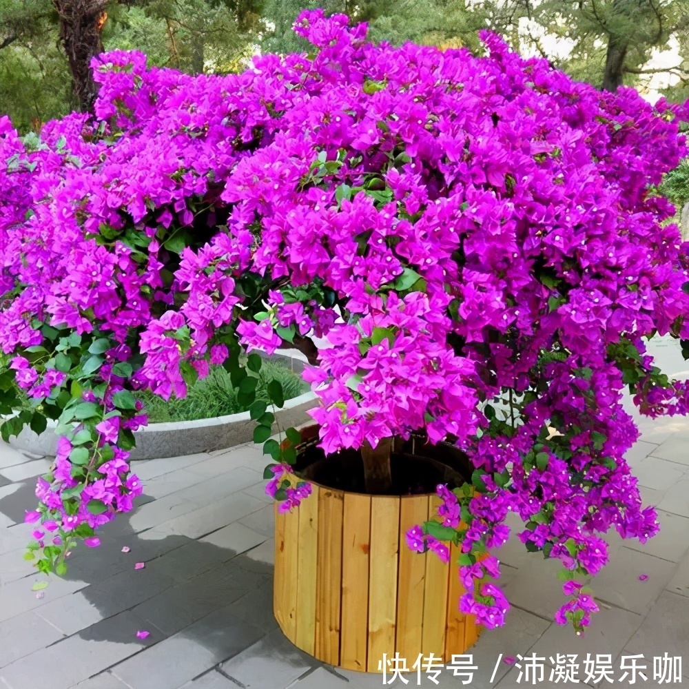 三角梅开败后,及时做好3件事,8月还能分化花芽,绽放层叠群花
