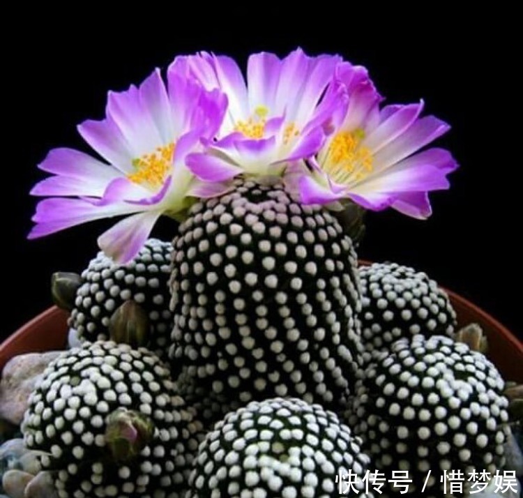浇灌|园艺师教你,给“仙人球”把水浇对了,蹭蹭冒小球,开花100朵