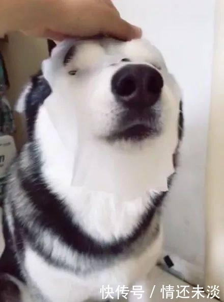 一只喜欢敷面膜的哈士奇，原来是哈士奇帅气的脸蛋是这样来的啊