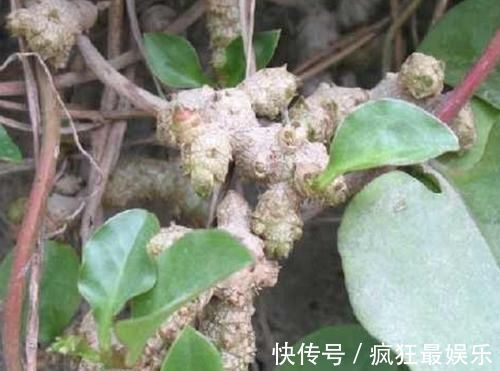 腰间盘突出|农村常见没人要的野草，却是腰间盘突出的“神药”，七天就见效