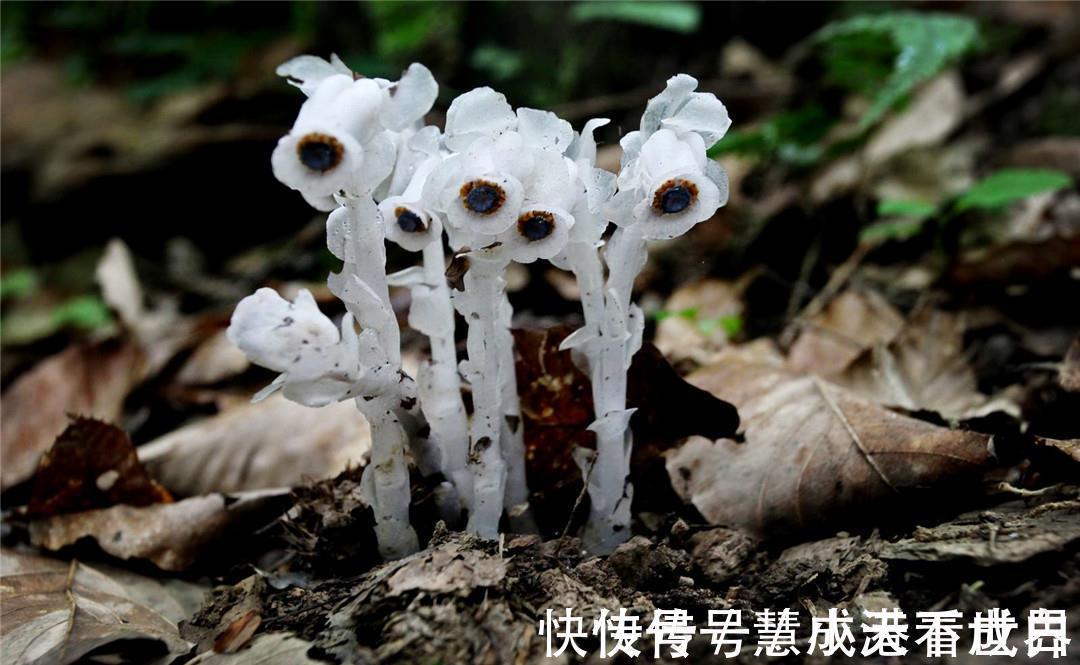 泸沽湖|世界上最纯洁的花,花瓣透明如水晶,每当下雨就会“变脸”