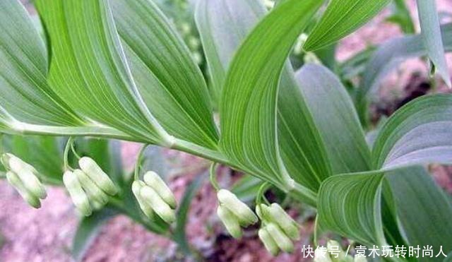 李时珍称它为“气血双补之王”,除风湿,强筋骨,润心肺,抗衰老!