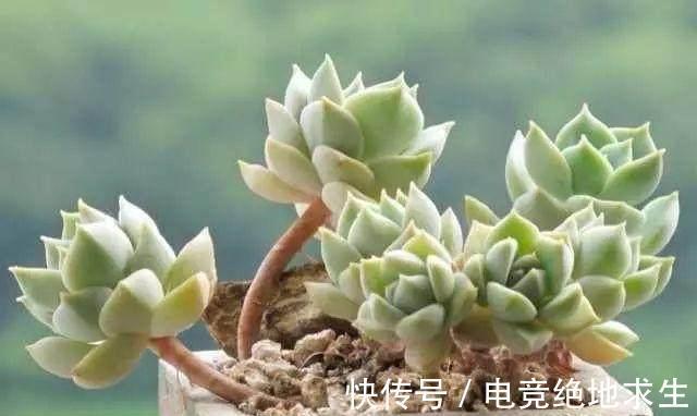 6种多肉，傻子都能养爆盆，不浇水都能活