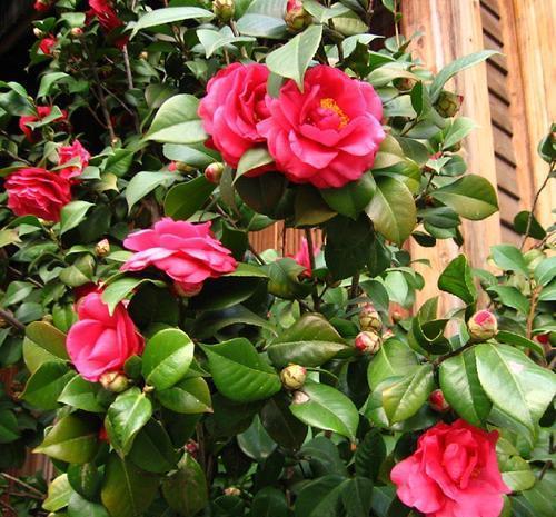 冬天养茶花,了解掌握3个要点,开出层叠群花,谁见了都夸美!