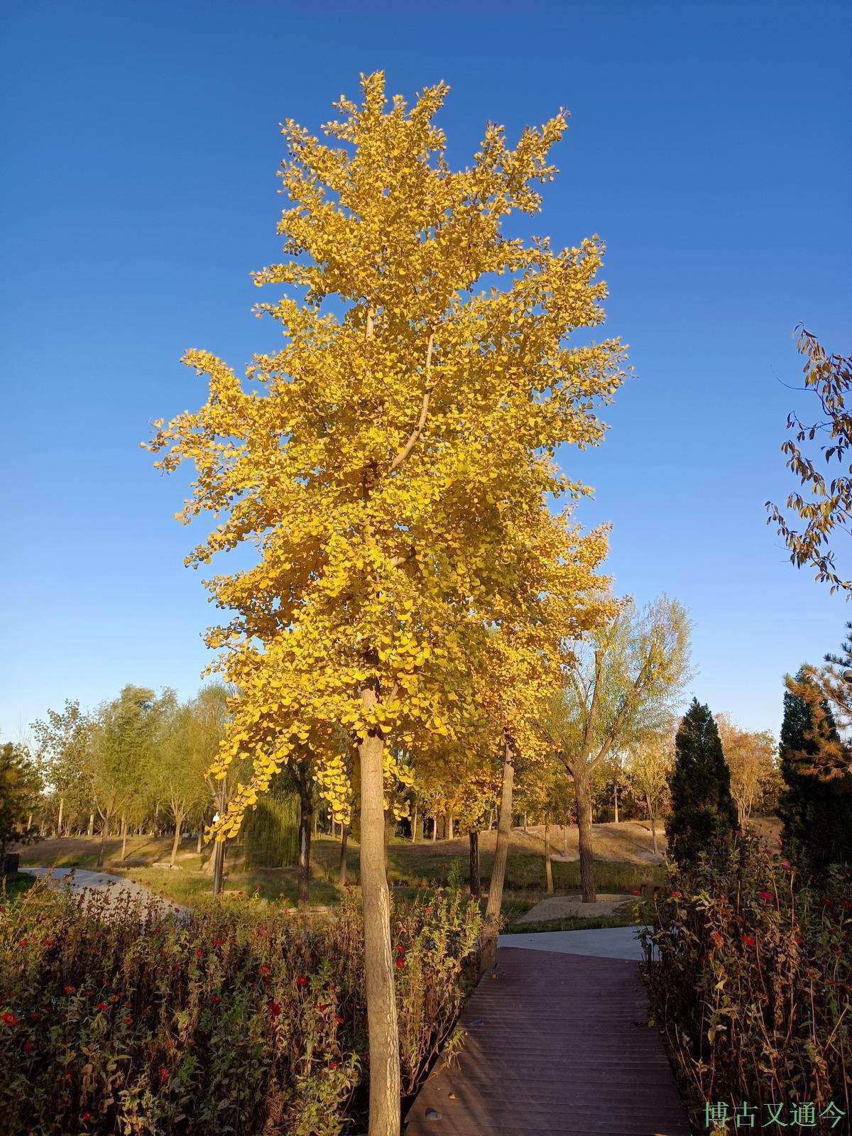 老年|温榆河公园示范区东园,园内的金色光芒撒在大地上