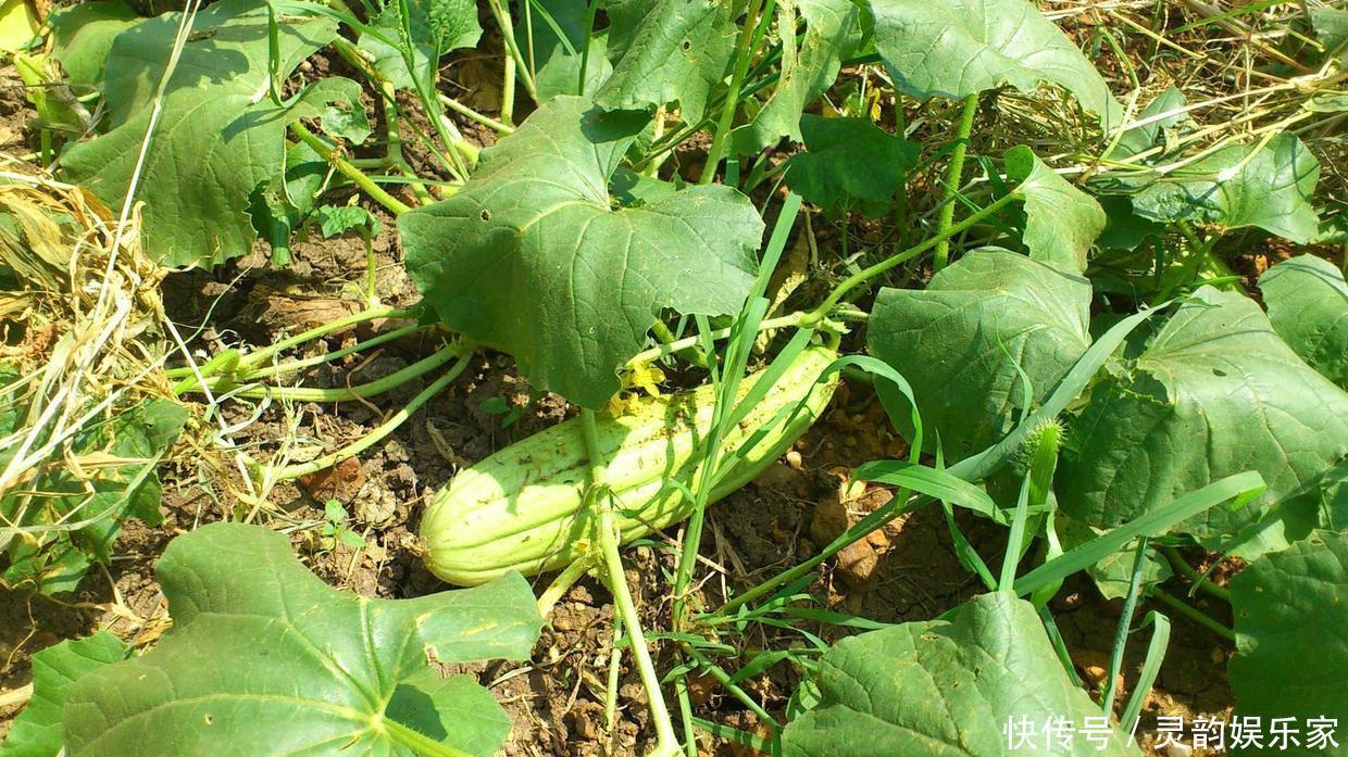 寒性体质|不用熟透就能吃,种阳台上不用管,一年不用买菜!