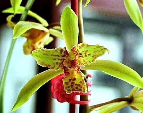 养兰花可别“娇养”，样给它点“危机感”，它才能好好开花！