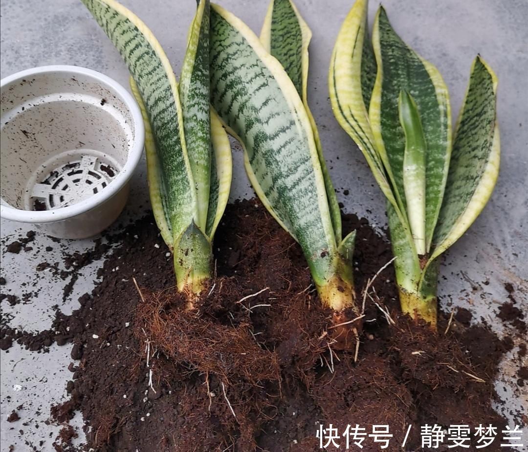 养分|旧花土不要扔,简单处理,掺上几种料,又成很好的“营养土”