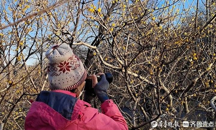 千佛山|大年初六济南晴空万里，千佛山可闻最香蜡梅