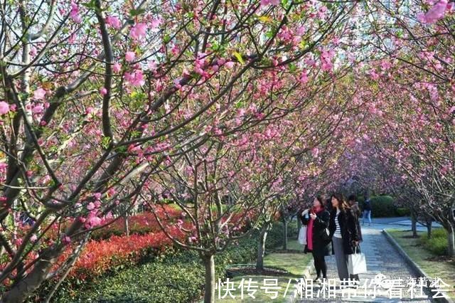 优秀!黄浦这位园艺“老法师”又获奖啦!