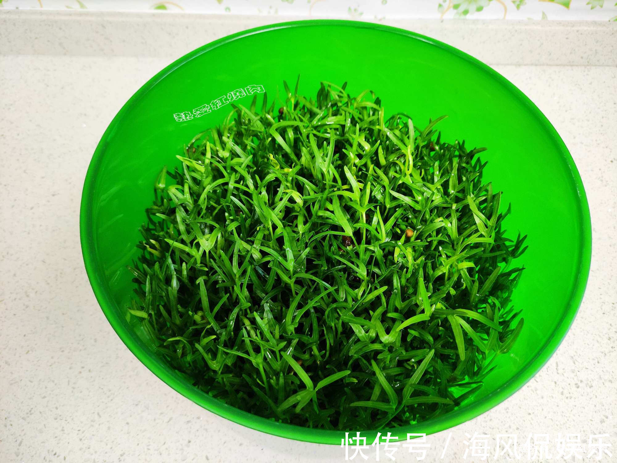 以前空心菜都是买着吃，这回用菜籽自己种的，不用土11天就能吃了