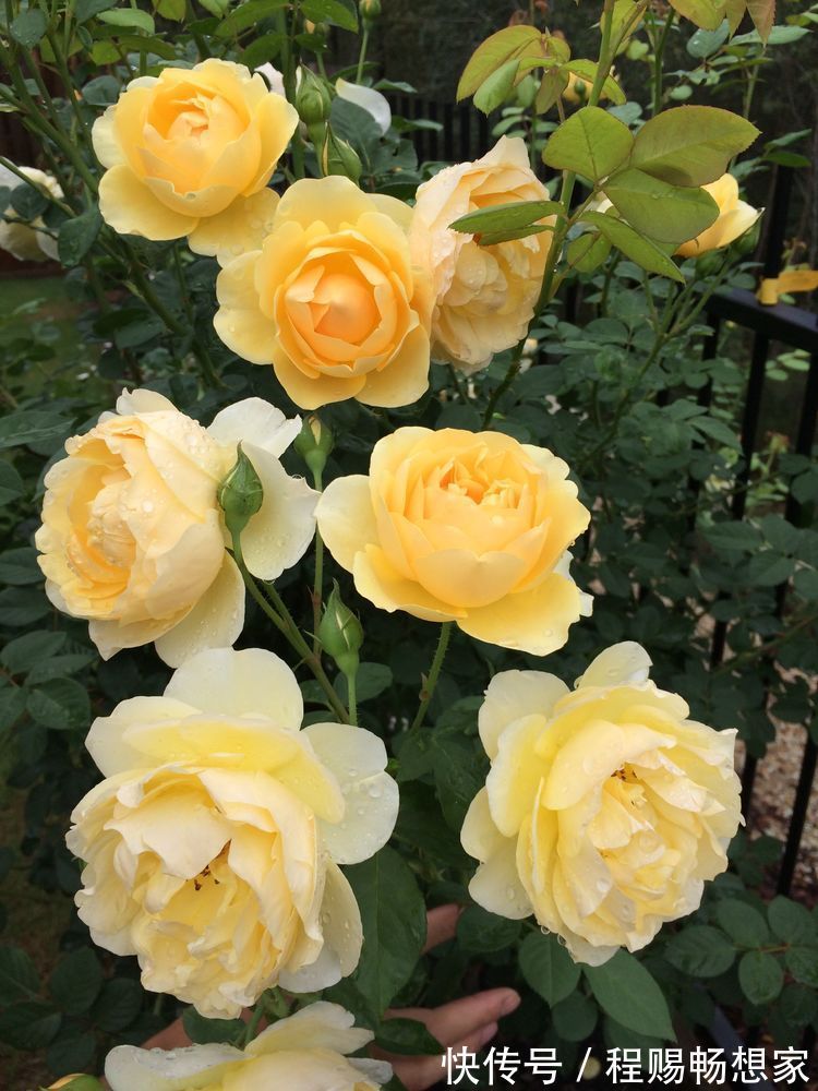 藤本花卉选“格拉汉托马斯”,全年开花,花量巨大,阳台变花园