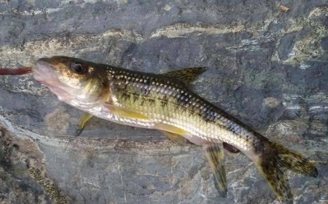 钓鱼|深山山涧,钓上一盆这鱼,味道很鲜美,知道是什么鱼吗?