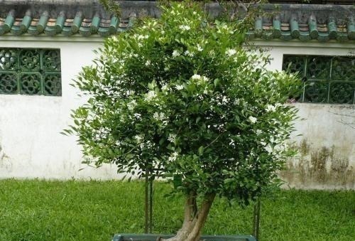 少抽两包烟，此花也要栽2株，花香不输给桂花，好养又好看！