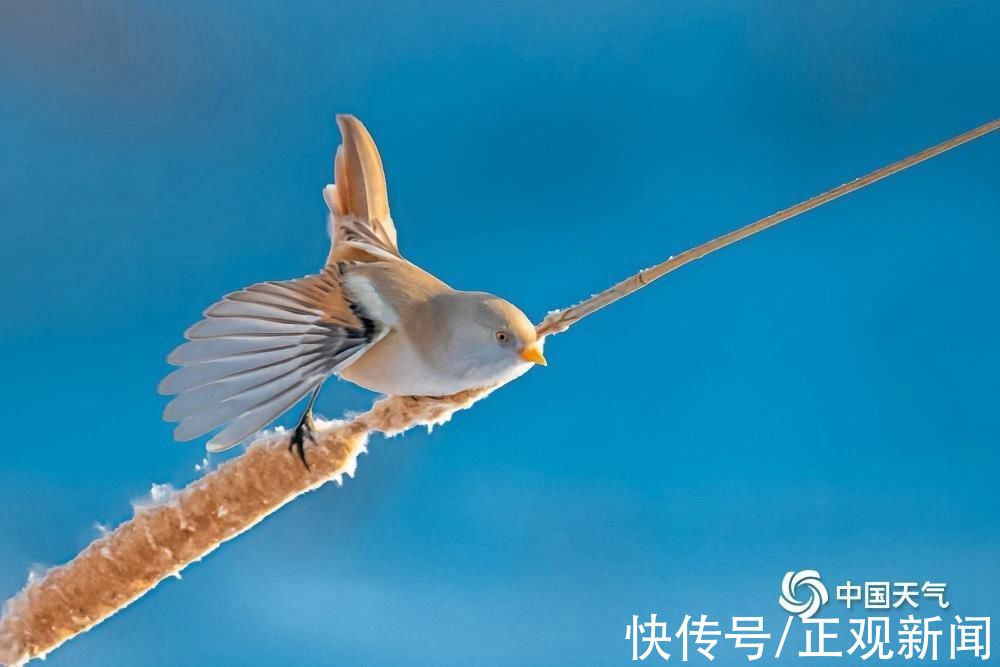 小精灵|冰雪中的小精灵，黑龙江大庆文须雀可可爱爱